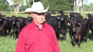 201608 IBBA American Rancher Brangus Feature [upl. by Aura]