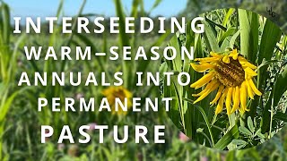 Interseeding annuals into permanent Pasture [upl. by Stevenson]