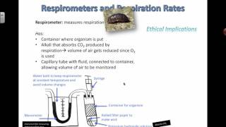 Respirometer Experiments and Ethics 2016 IB Biology [upl. by Brigham]