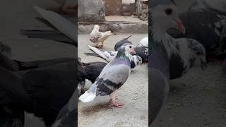 Shirazi pet ka operation kr ke take lagaye 💉shorts minivlog kabootar kabutar pet birds pets [upl. by Gabriella141]