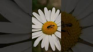 Hover Fly Goes to Work insects [upl. by Sorce]