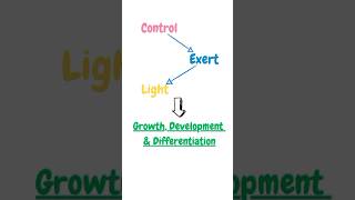 Photomorphogenesis biology youtube biotechnology science plantphysiology pritiduhanofficial [upl. by Oinafipe]