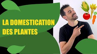 COURS DE TERMINALE SPÉCIALITÉ SVT CHAP11 LA DOMESTICATION DES PLANTES Bio Logique [upl. by Ledba]