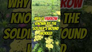 Why is yarrow known as the soldier wound worked thewwinsight viralvideo shortvideo trending [upl. by Devina]