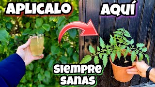 Aplica AJO EN POLVO y CEBOLLA cruda en tus plantas y MIRA Fungicida casero orgánico Huerto Urbano [upl. by Akener]