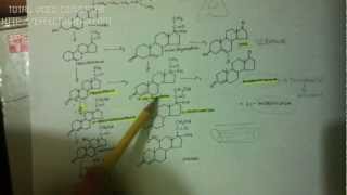 GLUCOCORTICOIDES1010 Androgenos suprarrenales [upl. by Bander667]