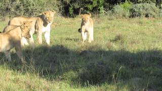 8 Lions VS 1 Nile Monitor Lizard [upl. by Rooke60]