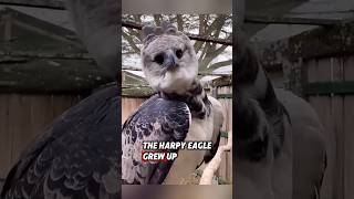 This harpy eagle was rescued by kind women and nurtured until it grew up rescue eagle [upl. by Frodin288]