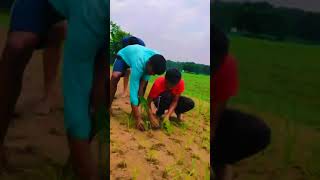 Finger millet Ragi crop sowing in field [upl. by Enobe]