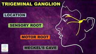 Trigeminal Ganglion amp nerve [upl. by Alitha]