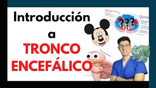 Introducción a Tronco Encefálico 🧠🥵 [upl. by Aihsat]