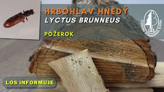 Hrbohlav hnedý Lyctus brunneus  požerok [upl. by Ynelram]