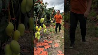 Today I will cut all mango trees shorts ytshorts [upl. by Adnanref]