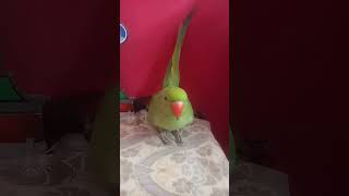 ❤️Talking parrot calling papa😘 parrot parrottalking parrotlover cute talkingparro shorts [upl. by Brandenburg388]