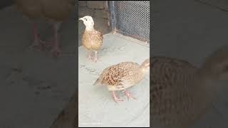 teeter ke Awaz viralshort subscribe youtubeshorts [upl. by Chrystel738]