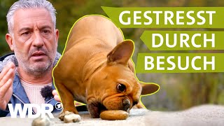 So lernt der Hund Grenzen zu respektieren  Hunde verstehen  S05E01  WDR [upl. by Adnahs743]