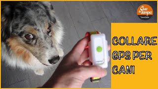 Collare GPS per cani Weenect la nostra recensione  Qua la Zampa [upl. by Einad]