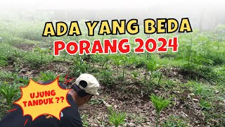 KELUHAN PETANI PORANG DI TAHUN 2024 [upl. by Haropizt]