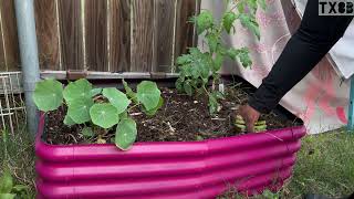 Garden Vlog Weed Eating Rocks  Clearing Space for Brassicas 🌱💚 backyardgarden fallgarden tx8b [upl. by Nwahsyar]