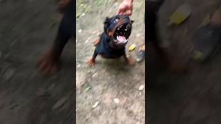 Rottweiler Dog Attack On Wife Rottweilers Aggressive Attack And Natural Instinct shorts viral [upl. by Iden113]