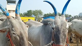 yemmiganur marketdheshiya Seema CartOxes pricebulls videoyemmiganur market videos [upl. by Werdna551]