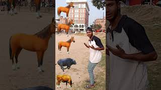 vfxजर्सी गाय जंगली भैंसा कुत्तादेसी बकरी जंगलका राजाशेरfunnyvideo viralshortcomedyhorse🐎 [upl. by Eeima]