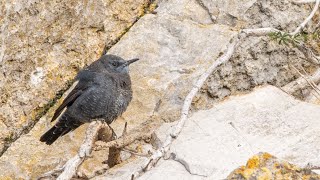 Monticole bleu  Blauwe Rotslijster  Blue Rock Thrush  Durbuy Belgium 050124 [upl. by Cotterell]