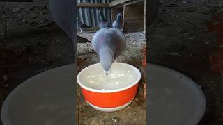 Pigeon drink water 💧pigeon youtubeshorts pigeonloft [upl. by Sedaiuqlem]