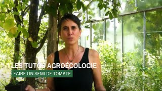 Les tutos Agroécologiques  Comment faire ses semis de tomates [upl. by Paddie]