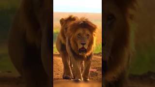 The African Lion Attempt To Attack on Giraffe 🦒🦒 🦒•• 4K Wildlife shorts trending wildlife lion [upl. by Fairlie990]