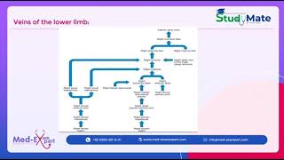 Venous drainage of lower limb part1  10  FCPS mate  MBBS  MRCP  MD [upl. by Greta783]