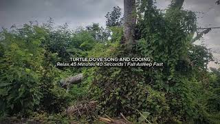 Turtle Dove Song and Cooing  Relax 45 Minutes 40 Seconds  Fall Asleep Fast [upl. by Horn]