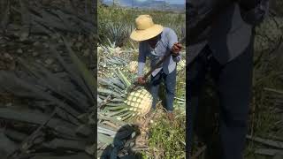 Colheita da planta usada pra fabricação de tequila [upl. by Akedijn69]