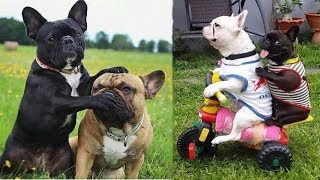 Funny and Cute French Bulldog Puppies Compilation 4  Cutest French Bulldog [upl. by Aelahs]