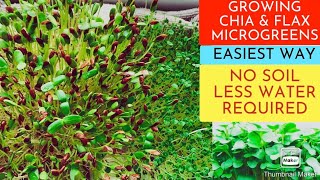 Easiest way to grow Microgreens with Flax and Chia seeds [upl. by Doersten]