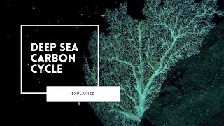 The Marine Carbon Cycle Explained [upl. by Lledualc]