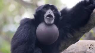 yelling gibbon monkey for 10 hours [upl. by Uttica271]