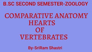 Comparative Anatomy of hearts in vertebrates BSc ZOOLOGY [upl. by Drofwarc]