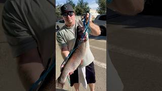 109 lbs LUNKER TROUT just checked in at Santa Ana River Lakes [upl. by Chassin]