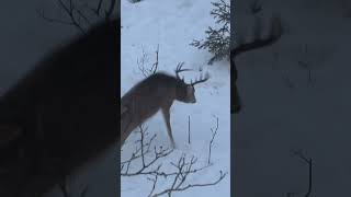 Gruesome arrow impact G5 MEGAMEAT bowhunting fyp deerhunting whitetaildeer [upl. by Lodie]