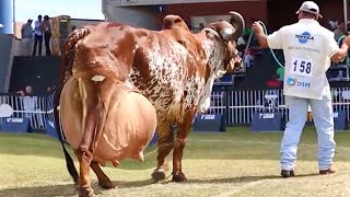 World highest milking Gir cow  Red sindi cow ⭐️ Full detailed video [upl. by Merlina]