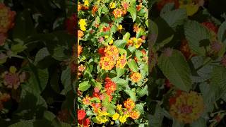 Lantana Flowers  Lantana Camara  Brac  Croatia [upl. by Saidee334]