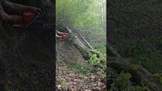 Šutni ga   Kick it   Tritt ihn  husqvarna565 chainsaw firewood forest motorsägebrennholz [upl. by Magee]