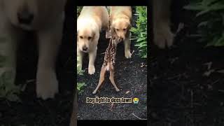 😭Dog fight to deer fawn  dog kill deer  deer fawn scary shorts youtubeshorts viral trending [upl. by Dahij]