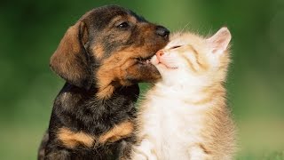 Puppies Playing With Kittens Compilation 2014 NEW [upl. by Nwahsel285]