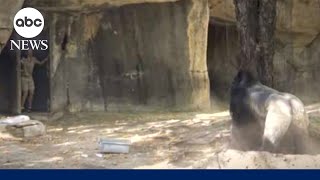 Gorilla charges and corners Texas zookeepers trapped in its enclosure [upl. by Minabe]