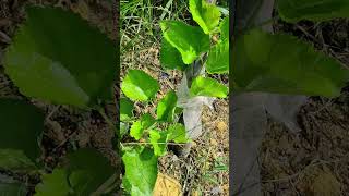 June 2022 planted Kedongdong Fig Guava Duku Langsat Lychee Soursop and white Mulberry [upl. by Heilner]