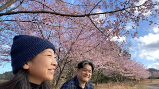 宮崎キャンプおすすめ観光地 飫肥の桜と鹿児島の妙見温泉が最高すぎた [upl. by Olegnalehcim]