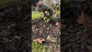 How to Prune Hellebores hellebores gardening [upl. by Ennair232]