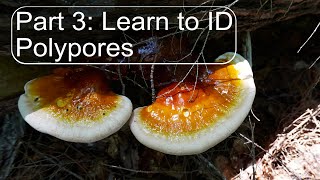 Mushroom Identification Course Pt 3 Polypores mushroom mycology foraging [upl. by Yeoj]